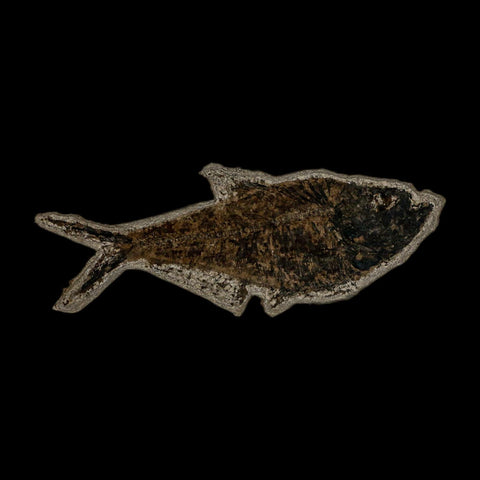 XL 4.8" Diplomystus Dentatus Fossil Fish Green River FM WY Eocene Age COA, Stand