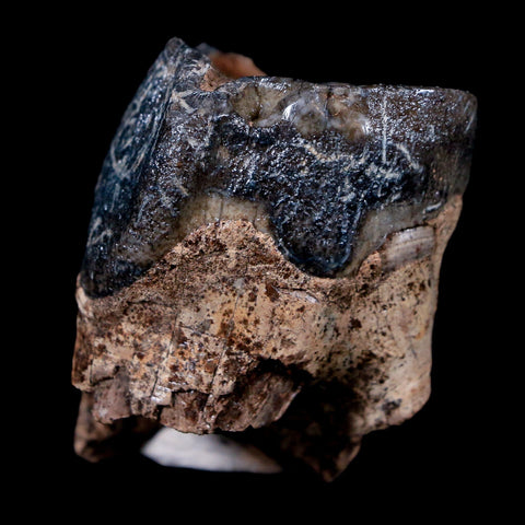 1.5" Woolly Rhinoceros Fossil Rooted Tooth Pleistocene Age Megafauna Russia COA - Fossil Age Minerals