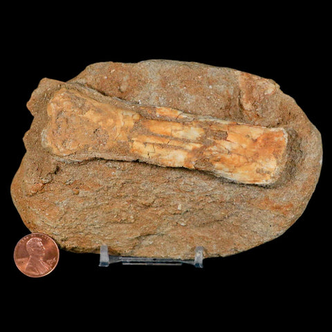 4.2" Pterosaur Tethydraco Regalis Fossil Bone Upper Cretaceous Morocco Stand COA - Fossil Age Minerals