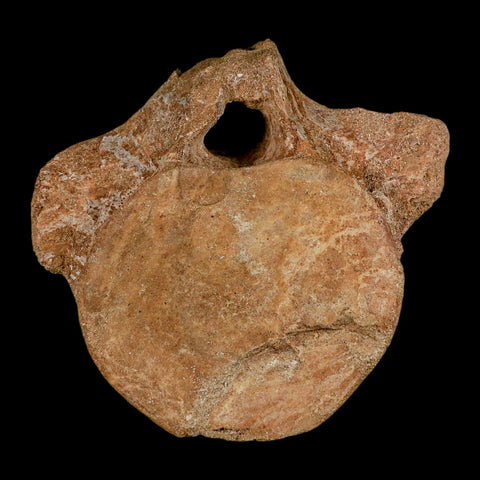 XL 5.2" Plesiosaur Fossil Vertebrae Cretaceous Dinosaur Era Morocco Zarafasaura COA - Fossil Age Minerals