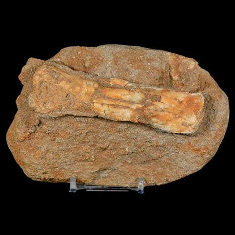 4.2" Pterosaur Tethydraco Regalis Fossil Bone Upper Cretaceous Morocco Stand COA - Fossil Age Minerals