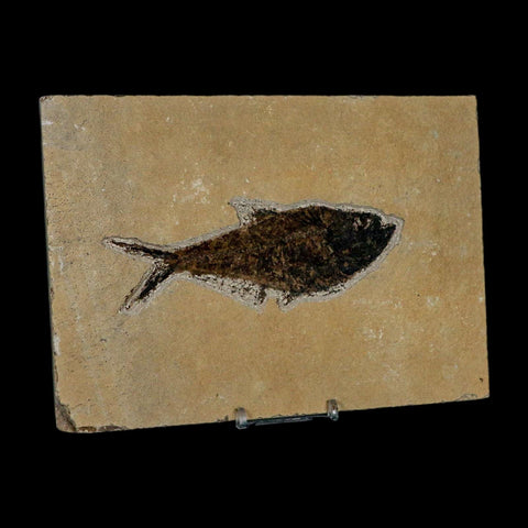 XL 4.8" Diplomystus Dentatus Fossil Fish Green River FM WY Eocene Age COA, Stand