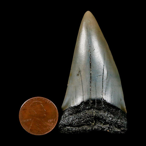 2.3" Quality Hastalis Mako Tooth Serrated Fossil Natural Miocene Age COA