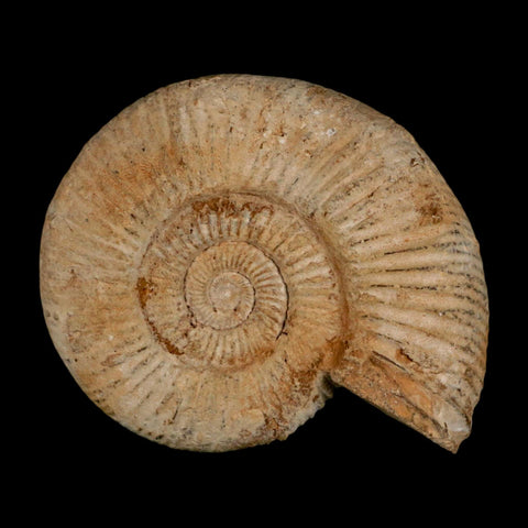 87MM Perisphinctes Ammonite Fossil Nautilus Madagascar Jurassic Age COA - Fossil Age Minerals