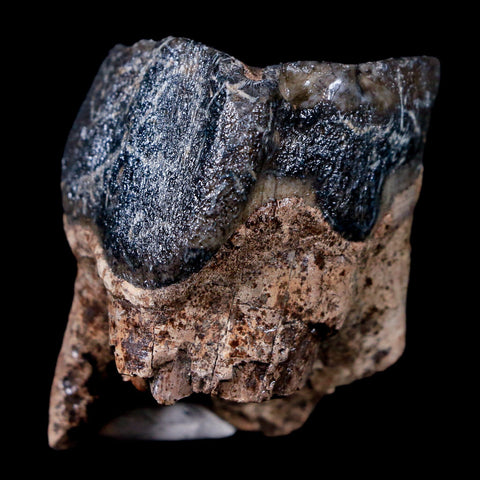 1.5" Woolly Rhinoceros Fossil Rooted Tooth Pleistocene Age Megafauna Russia COA - Fossil Age Minerals