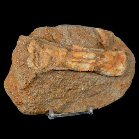 4.2" Pterosaur Tethydraco Regalis Fossil Bone Upper Cretaceous Morocco Stand COA - Fossil Age Minerals