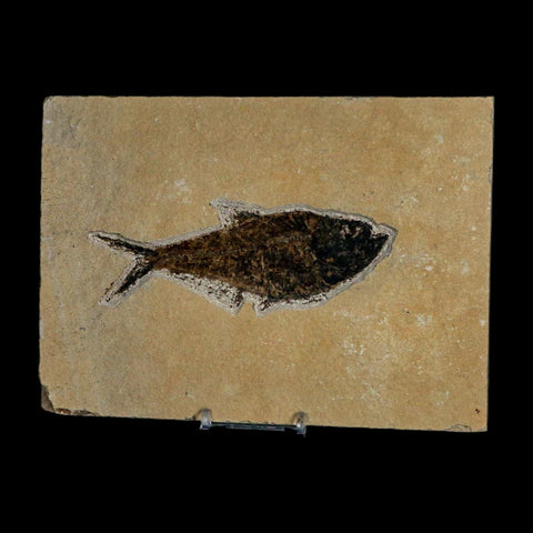 XL 4.8" Diplomystus Dentatus Fossil Fish Green River FM WY Eocene Age COA, Stand