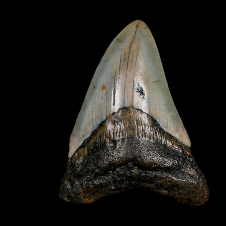 3.2" Quality Megalodon Shark Tooth Fossil Natural Miocene Age COA