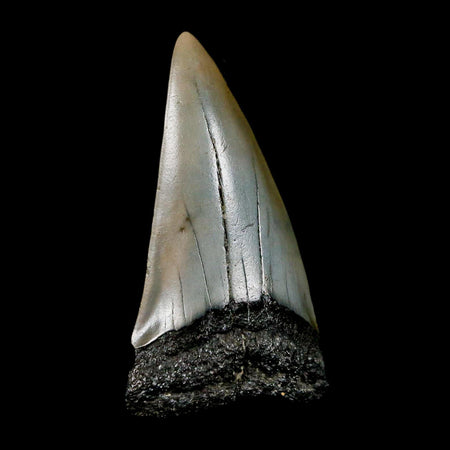 2.3" Quality Hastalis Mako Tooth Serrated Fossil Natural Miocene Age COA