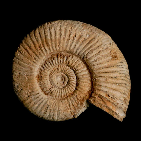 87MM Perisphinctes Ammonite Fossil Nautilus Madagascar Jurassic Age COA