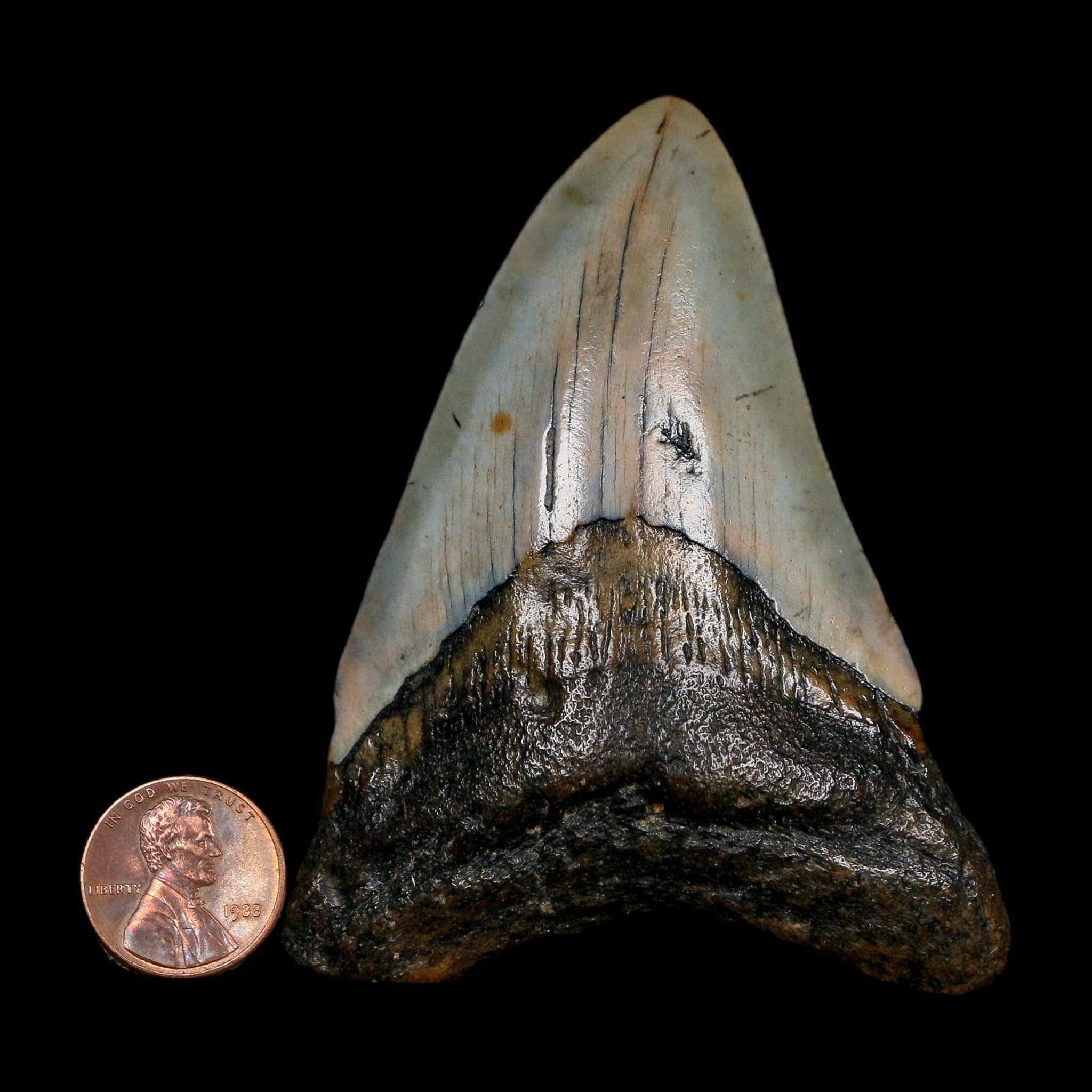 3.2" Quality Megalodon Shark Tooth Fossil Natural Miocene Age COA - Fossil Age Minerals