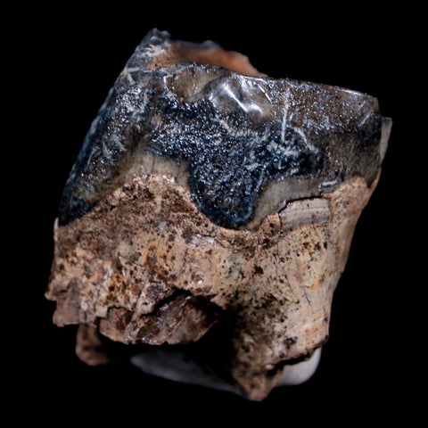 1.5" Woolly Rhinoceros Fossil Rooted Tooth Pleistocene Age Megafauna Russia COA - Fossil Age Minerals