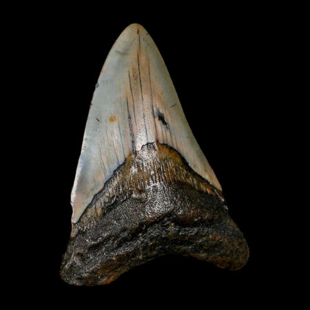 3.2" Quality Megalodon Shark Tooth Fossil Natural Miocene Age COA