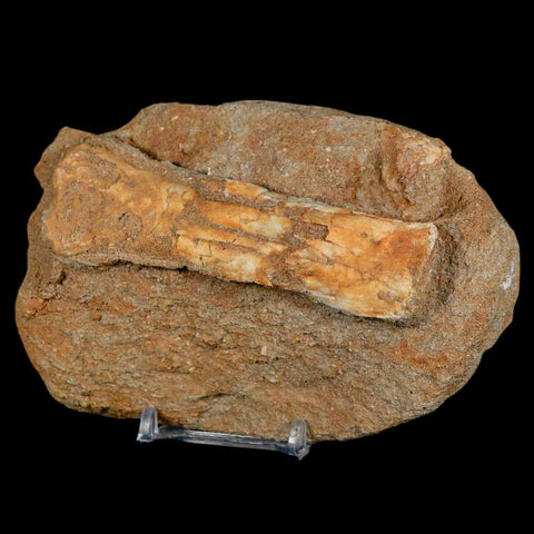 4.2" Pterosaur Tethydraco Regalis Fossil Bone Upper Cretaceous Morocco Stand COA - Fossil Age Minerals