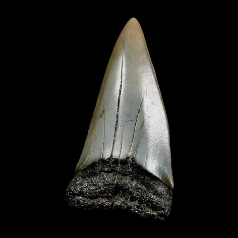 2.3" Quality Hastalis Mako Tooth Serrated Fossil Natural Miocene Age COA