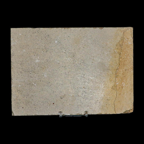 XL 4.8" Diplomystus Dentatus Fossil Fish Green River FM WY Eocene Age COA, Stand