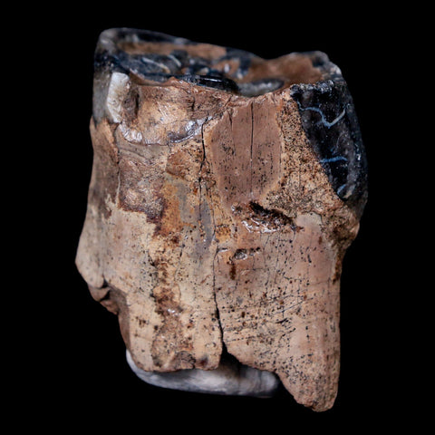 1.5" Woolly Rhinoceros Fossil Rooted Tooth Pleistocene Age Megafauna Russia COA - Fossil Age Minerals