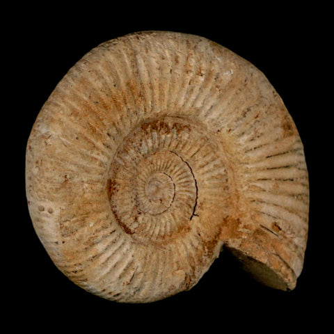 87MM Perisphinctes Ammonite Fossil Nautilus Madagascar Jurassic Age COA - Fossil Age Minerals