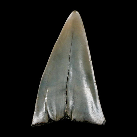 2.3" Quality Hastalis Mako Tooth Serrated Fossil Natural Miocene Age COA