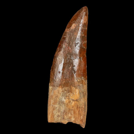 XL 4.6" Carcharodontosaurus Fossil Tooth Cretaceous Theropod Dinosaur COA