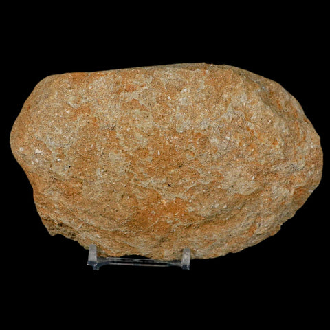 4.2" Pterosaur Tethydraco Regalis Fossil Bone Upper Cretaceous Morocco Stand COA - Fossil Age Minerals