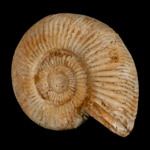 87MM Perisphinctes Ammonite Fossil Nautilus Madagascar Jurassic Age COA - Fossil Age Minerals