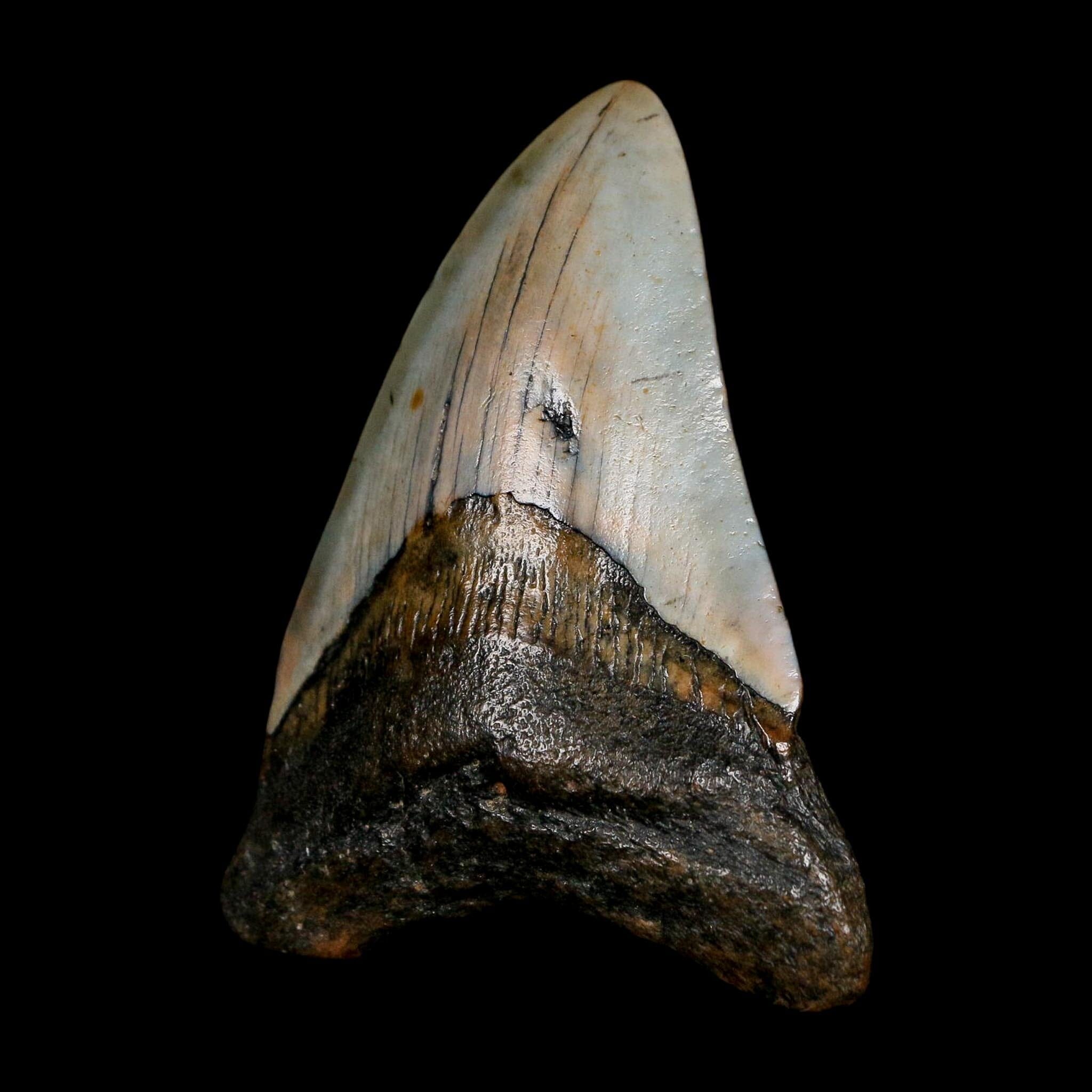 3.2" Quality Megalodon Shark Tooth Fossil Natural Miocene Age COA - Fossil Age Minerals