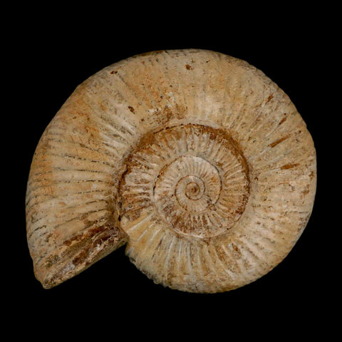 87MM Perisphinctes Ammonite Fossil Nautilus Madagascar Jurassic Age COA - Fossil Age Minerals