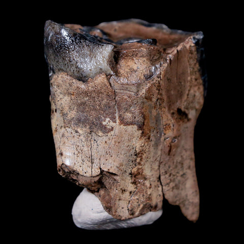 1.5" Woolly Rhinoceros Fossil Rooted Tooth Pleistocene Age Megafauna Russia COA - Fossil Age Minerals