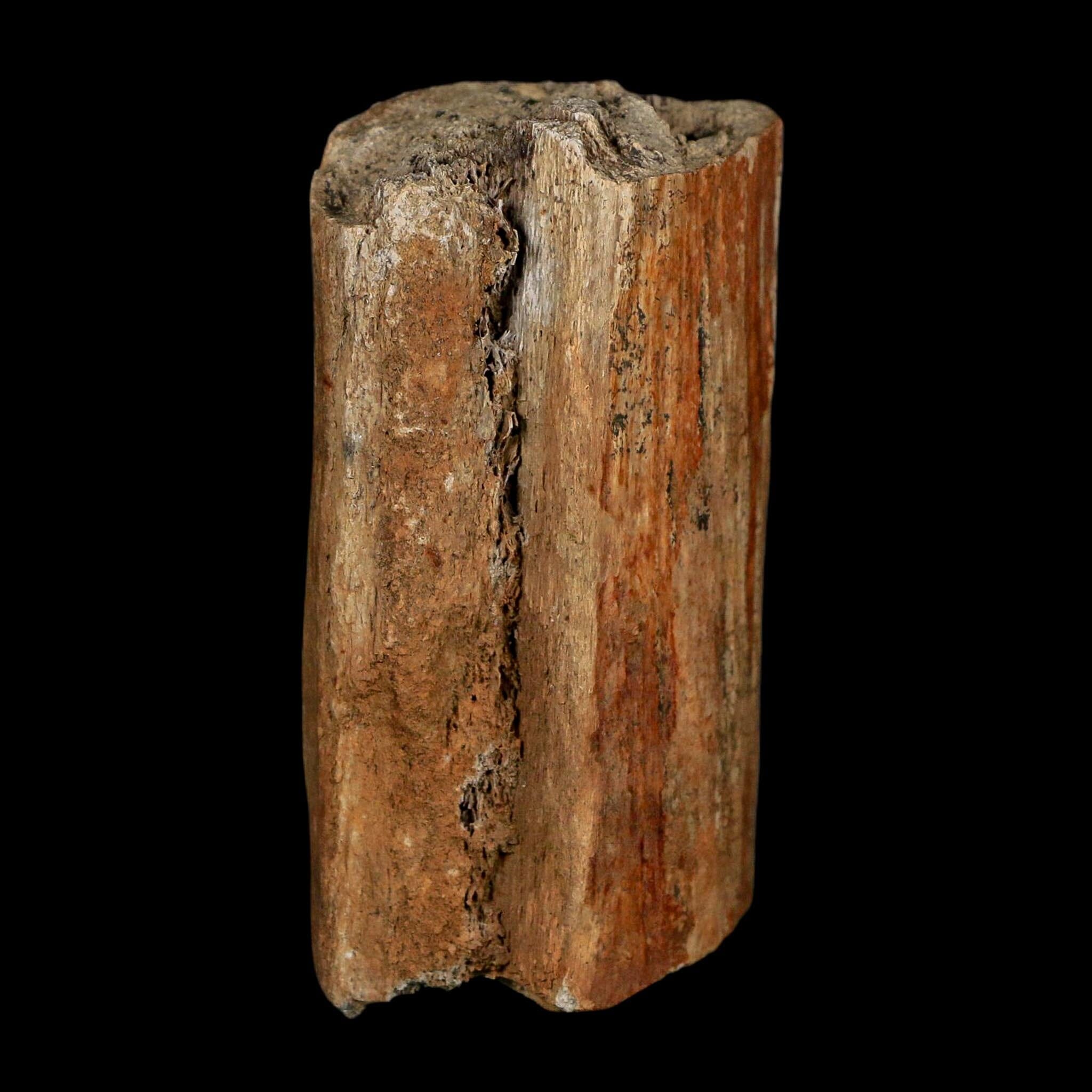 2.6" Corythosaurus Fossil Limb Bone Judith River FM Cretaceous Dinosaur Montana COA