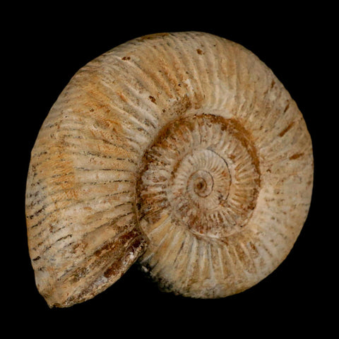 87MM Perisphinctes Ammonite Fossil Nautilus Madagascar Jurassic Age COA - Fossil Age Minerals