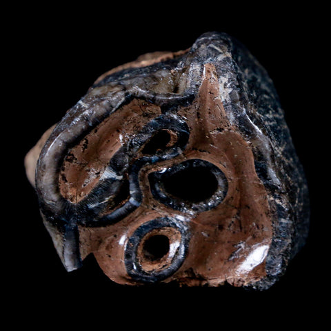 1.5" Woolly Rhinoceros Fossil Rooted Tooth Pleistocene Age Megafauna Russia COA - Fossil Age Minerals