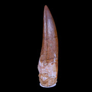 1.8" Plesiosaur Zarafasaura Tooth Fossil Cretaceous Dinosaur Era COA, Stand