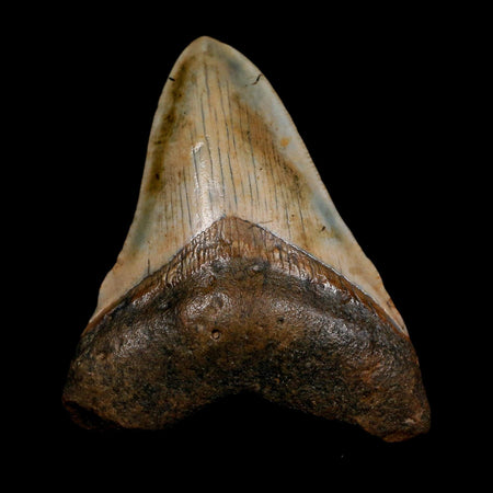 2.9" Quality Megalodon Shark Tooth Serrated Fossil Natural Miocene Age COA