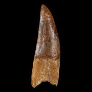 XL 4.6" Carcharodontosaurus Fossil Tooth Cretaceous Theropod Dinosaur COA