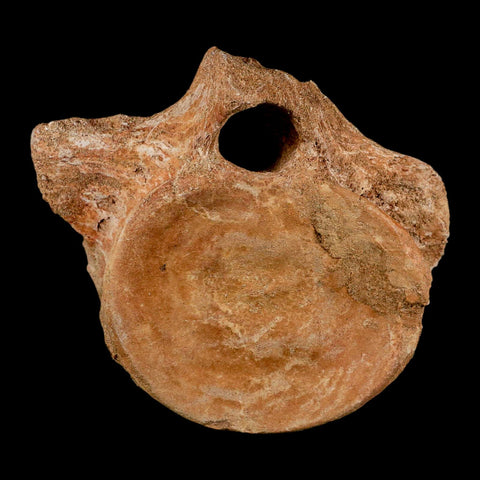 XL 5.2" Plesiosaur Fossil Vertebrae Cretaceous Dinosaur Era Morocco Zarafasaura COA - Fossil Age Minerals