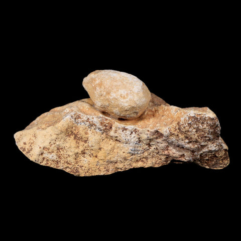 0.8 Snake Egg Fossil In Matrix Ophiodienovum Sp Eocene Age Bouxwiller, France - Fossil Age Minerals