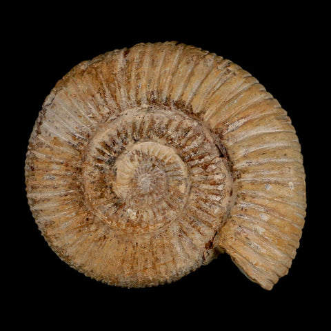 87MM Perisphinctes Ammonite Fossil Nautilus Madagascar Jurassic Age COA - Fossil Age Minerals