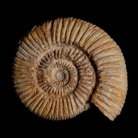 87MM Perisphinctes Ammonite Fossil Nautilus Madagascar Jurassic Age COA - Fossil Age Minerals