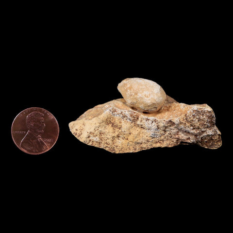 0.8 Snake Egg Fossil In Matrix Ophiodienovum Sp Eocene Age Bouxwiller, France - Fossil Age Minerals