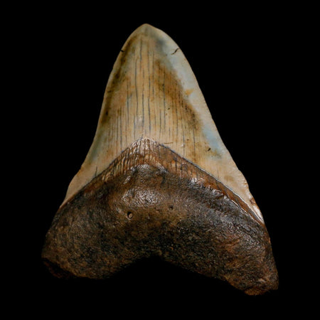 2.9" Quality Megalodon Shark Tooth Serrated Fossil Natural Miocene Age COA