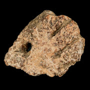 1.1" Ankylosaurus Fossil Scute Armor Lance Creek FM Cretaceous Dinosaur WY COA