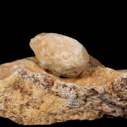 0.8 Snake Egg Fossil In Matrix Ophiodienovum Sp Eocene Age Bouxwiller, France - Fossil Age Minerals