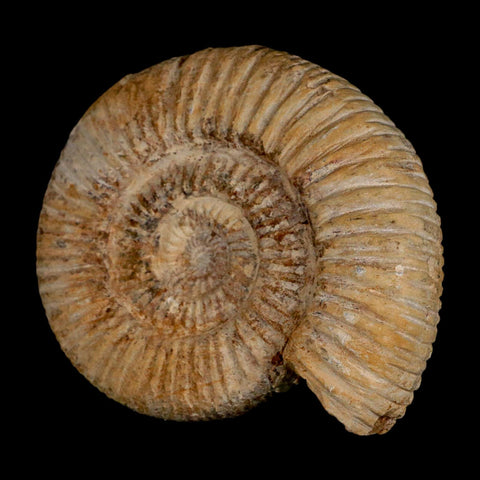 87MM Perisphinctes Ammonite Fossil Nautilus Madagascar Jurassic Age COA - Fossil Age Minerals