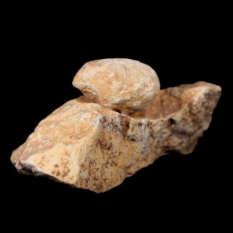 0.8 Snake Egg Fossil In Matrix Ophiodienovum Sp Eocene Age Bouxwiller, France - Fossil Age Minerals