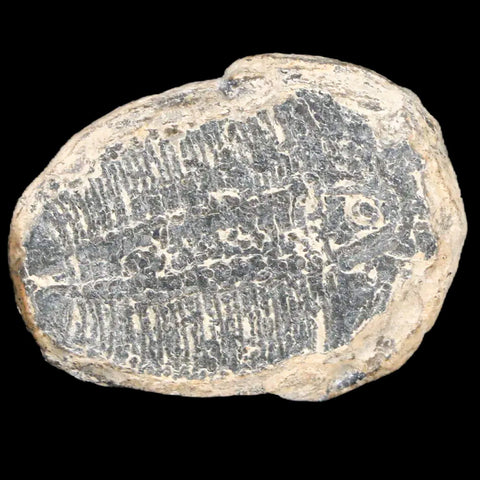 1.2" Elrathia Kingi Trilobite Fossil Utah Cambrian Age 521 Million Years Old COA - Fossil Age Minerals
