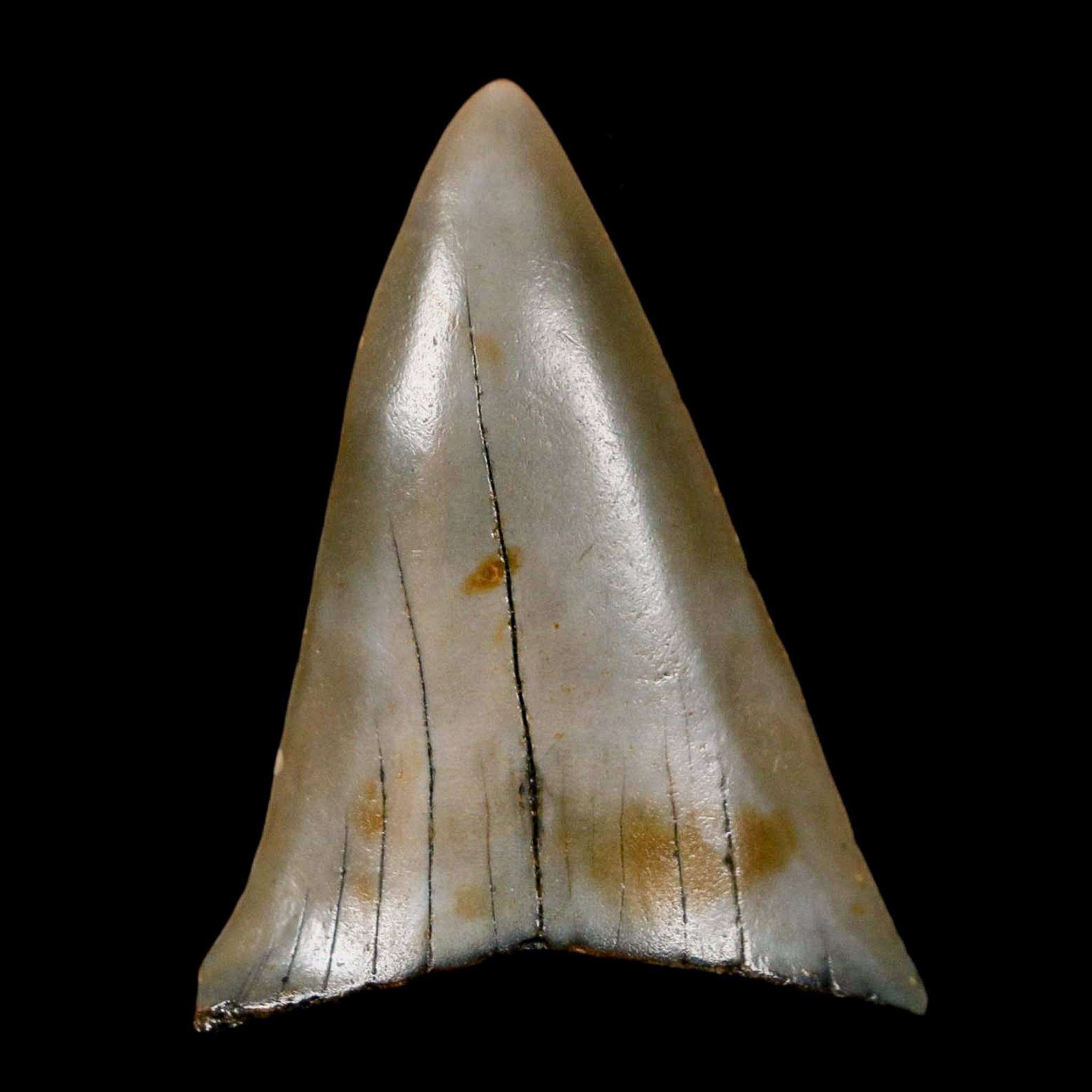 2.2" Quality Hastalis Mako Tooth Serrated Fossil Natural Miocene Age COA - Fossil Age Minerals