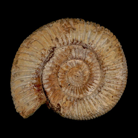 87MM Perisphinctes Ammonite Fossil Nautilus Madagascar Jurassic Age COA - Fossil Age Minerals