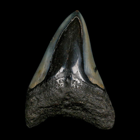 3.1" Quality Megalodon Shark Tooth Serrated Fossil Natural Miocene Age COA