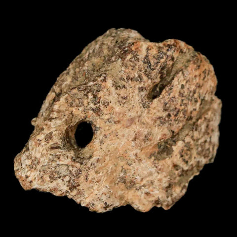 1.1" Ankylosaurus Fossil Scute Armor Lance Creek FM Cretaceous Dinosaur WY COA - Fossil Age Minerals